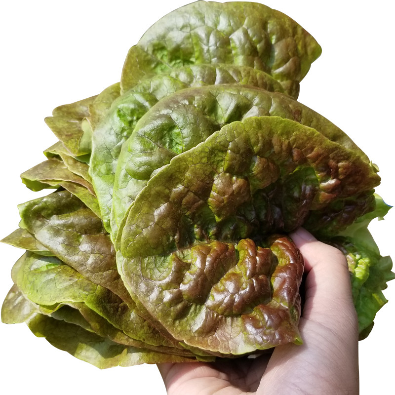 一份包邮新鲜韩国生菜紫色韩式生菜包饭包肉烤肉店新鲜蔬菜叶现摘