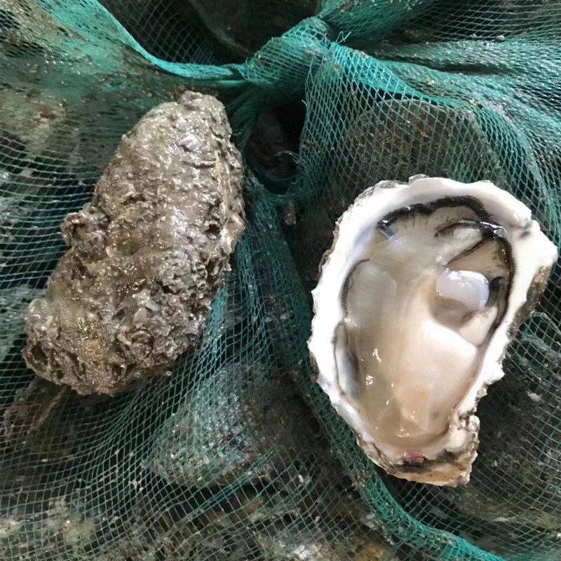 新鲜生蚝纯野海蛎海每一一份5000克10斤顺丰包邮生蚝