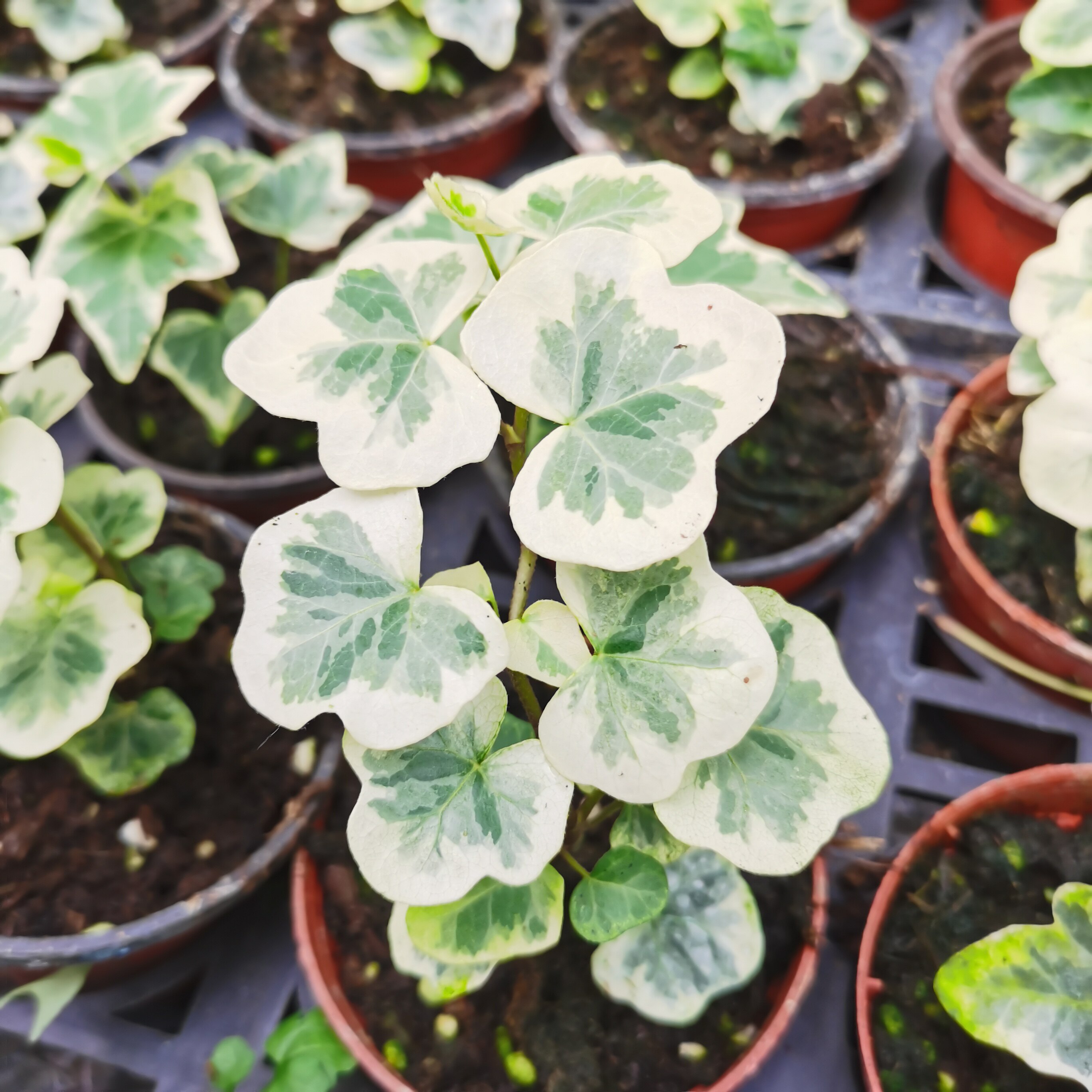 雪莹日基地盆栽10cm植物叶植物四季观锦多圆叶进口绿植