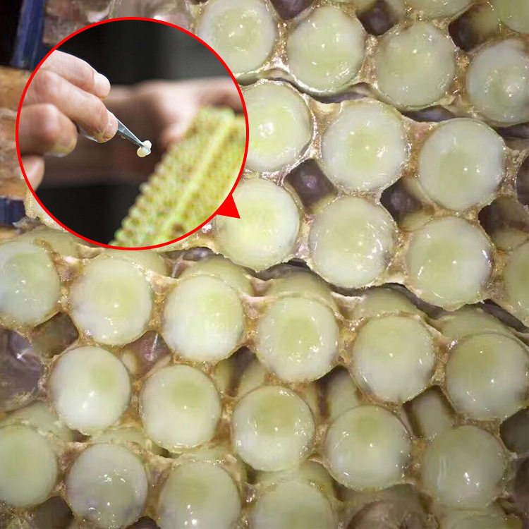 蜂王浆500g新鲜手工取鲜浆原生态蜂皇浆农家自产蜂产品包邮