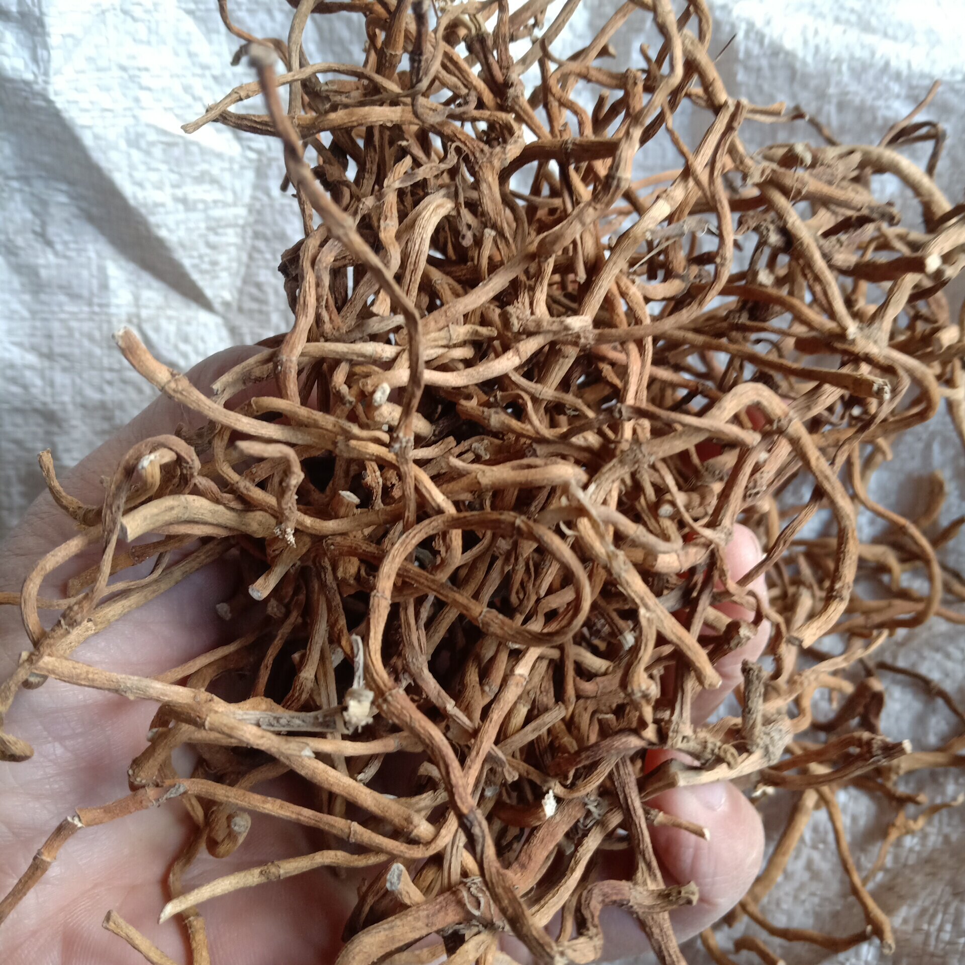 野生干鱼腥草茶 折耳根鱼腥草根 自然晒干另售鱼腥草叶子新鲜