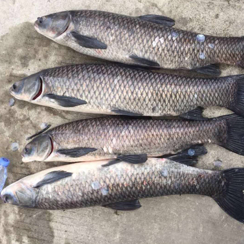 小药秋冬低温钓鱼野钓鲫鱼打窝料酒米黑鲤鱼鱼饵