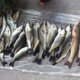 Black sea bream bait fishing small medicine mullet barracuda sculptor food booster luya perch fake bait nest feed sea fishing supplies Black sea bream bait fishing small medicine mullet barracuda sculptor food booster luya perch fake bait nest feed sea fishing supplies