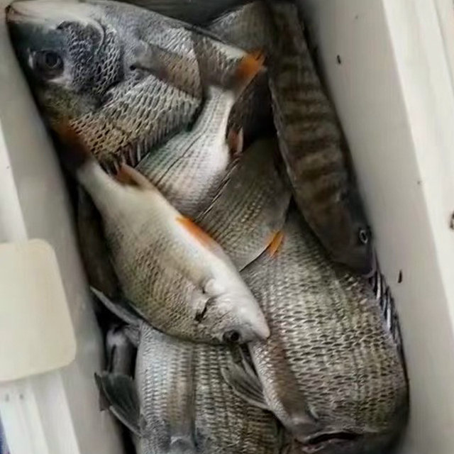 Black sea bream bait fishing small medicine mullet barracuda sculptor food booster luya perch fake bait nest feed sea fishing supplies Black sea bream bait fishing small medicine mullet barracuda sculptor food booster luya perch fake bait nest feed sea fishing supplies