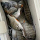 Black sea bream bait fishing small medicine mullet barracuda sculptor food booster luya perch fake bait nest feed sea fishing supplies Black sea bream bait fishing small medicine mullet barracuda sculptor food booster luya perch fake bait nest feed sea fishing supplies