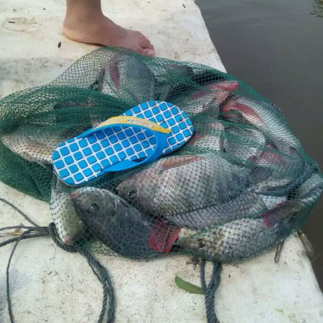 Bruisi fishing small drug big Fushou fish bait big Luo non-fish red-tightened green frozen refrigeration bait Bruisi fishing small drug big Fushou fish bait big Luo non-fish red-tightened green frozen refrigeration bait