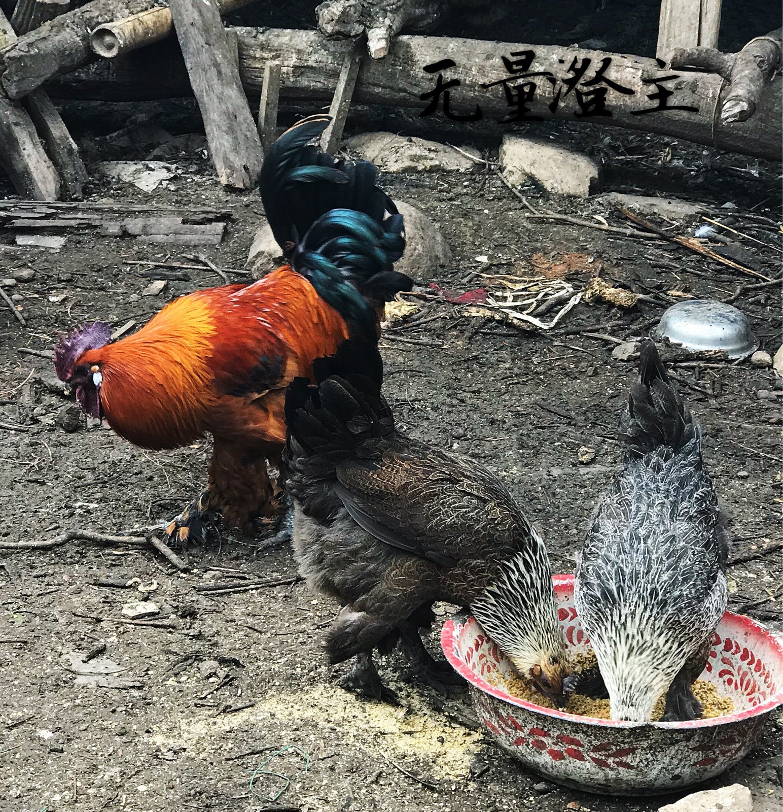 纯种云南无量山乌骨鸡种蛋大种毛脚鸡彝家哀牢山土鸡鸡蛋