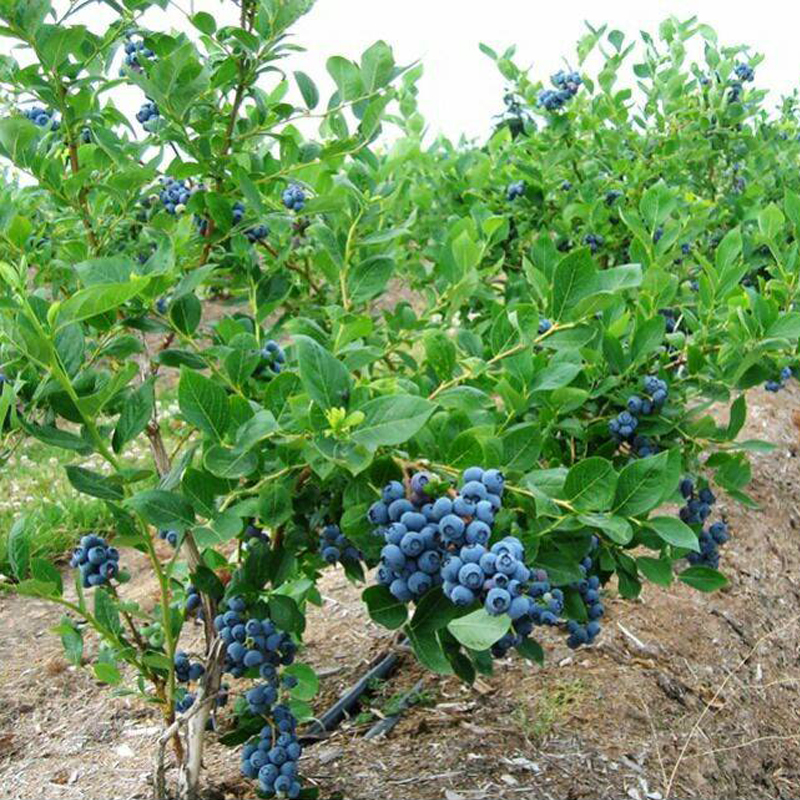 蓝莓果苗盆栽含盆易活家庭园林栽种南北方抗寒果树