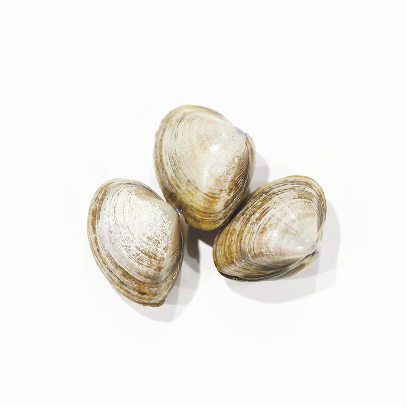 黄蚬子鲜活黄蛤秦皇岛特产大文贝野生大黄贝纹贝蛤蜊海鲜水产贝类