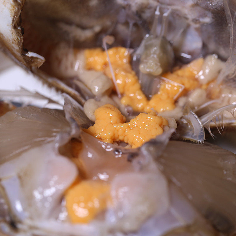 梭子鲜活特大母蟹红膏秦皇岛海鲜新鲜梭子蟹