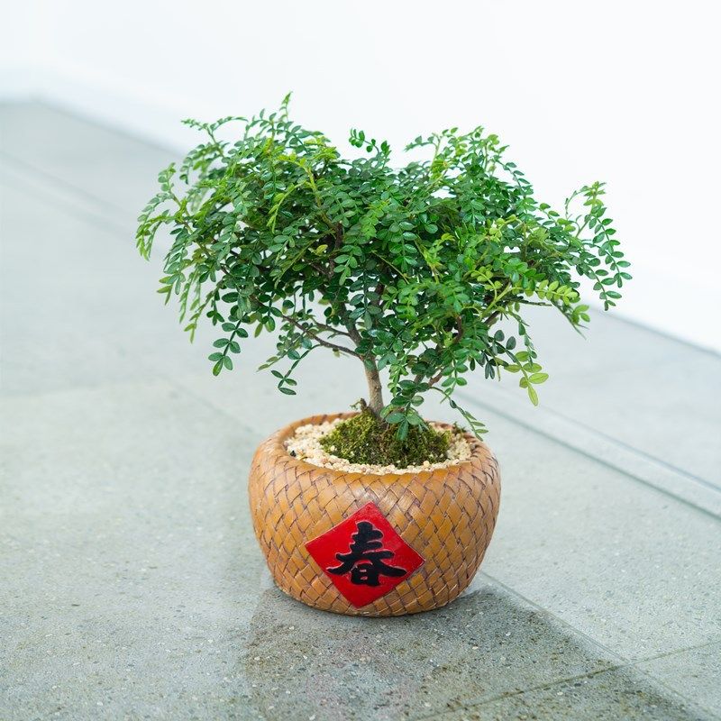 中国国风古典福字花盆复古怀旧多肉植物盆栽花盆