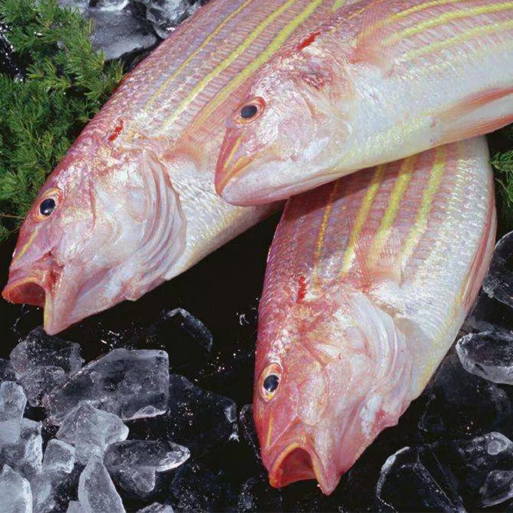 食用金线鱼丝红杉新鲜鲜活冷冻宁波舟山海鲜淡水鱼类