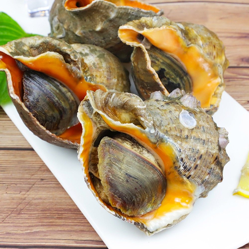 海螺香螺响螺超大宁波舟山野生食用新鲜贝壳淡水鱼类