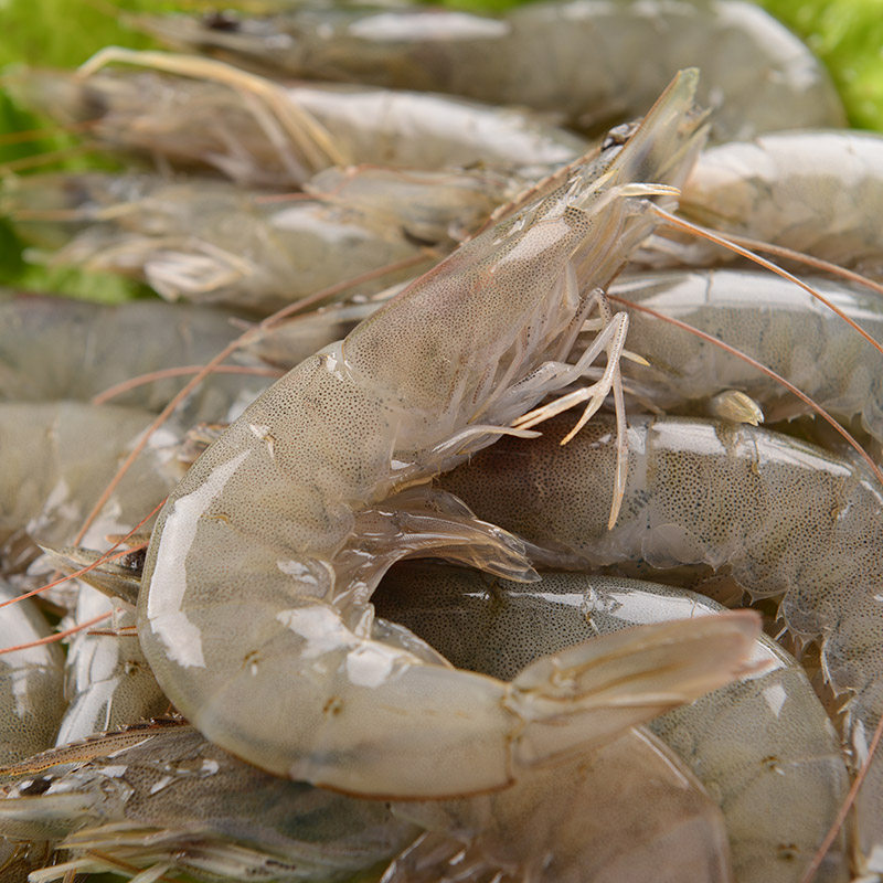 野生海新鲜现捕海虾青岛大虾海鲜基围活虾
