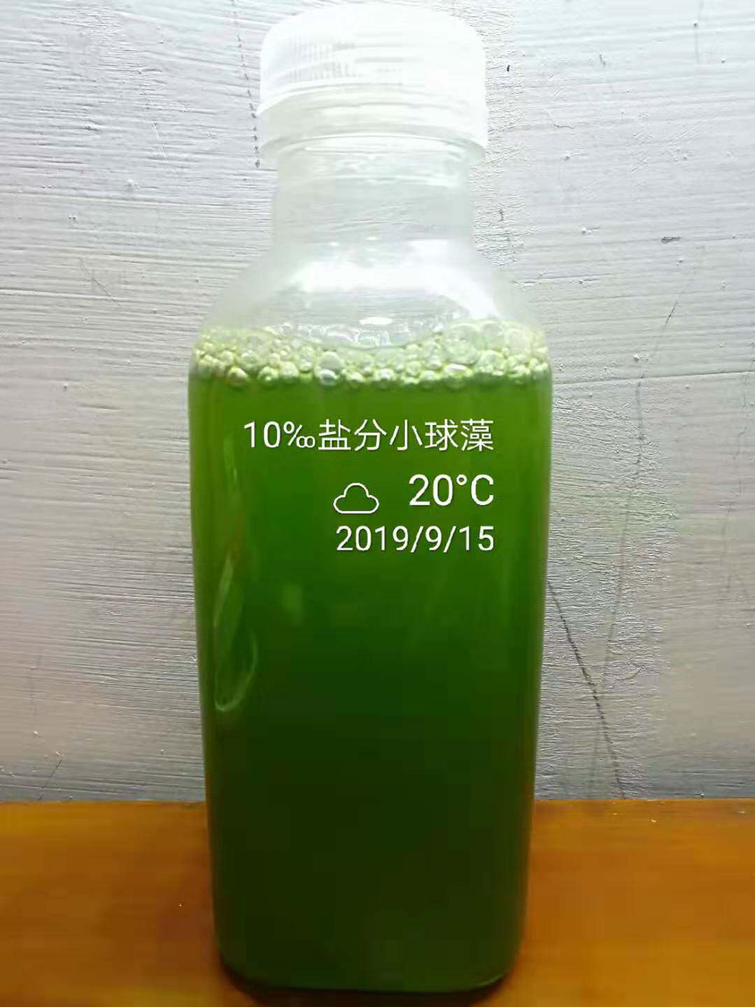 海水小球藻种水产养殖肥水绿水培养基不同盐度调水扩培引种