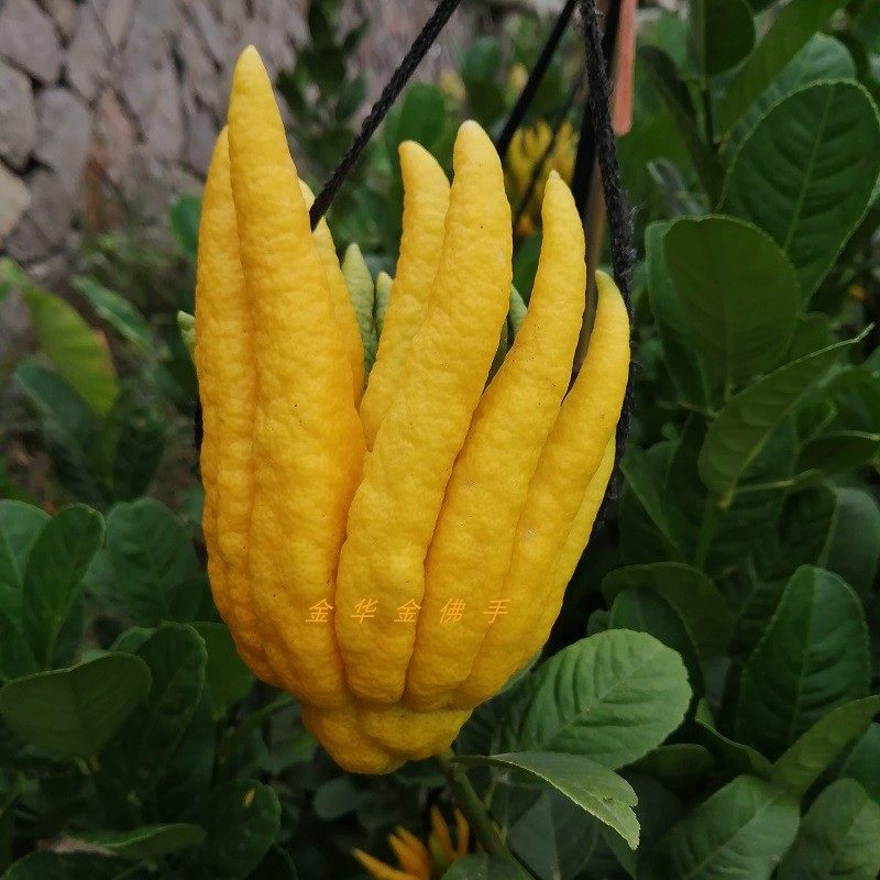 金佛手果 净化空气清供佛闻香观赏摆放五指花 柑瓜橘香橼新鲜现摘