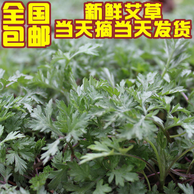 新鲜艾叶食用生艾叶干新鲜艾草糍粑野生艾草嫩叶青团5