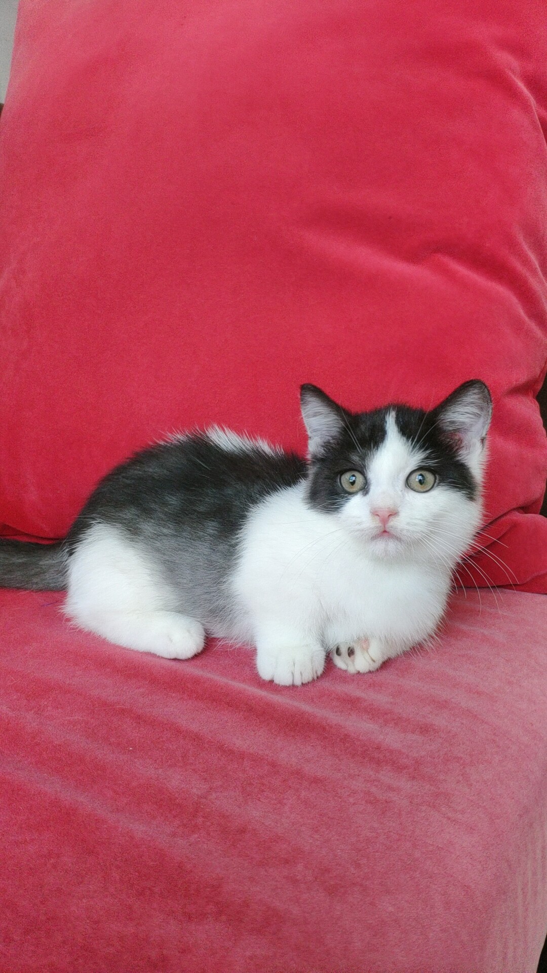 tica血统曼基康贴地短腿成都家养纯种宠物黑白猫咪