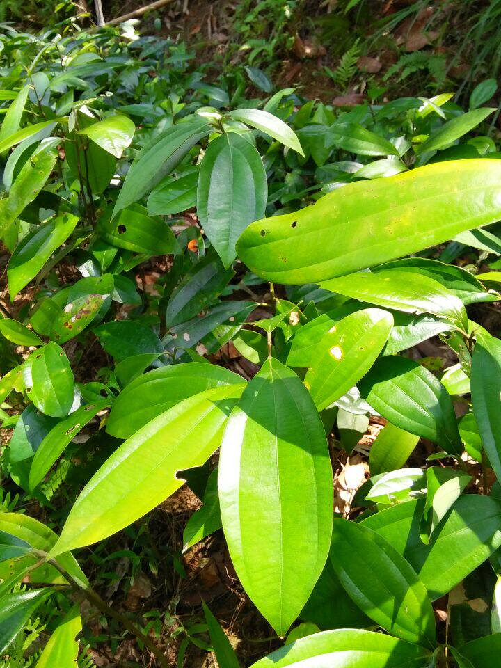 广西容县桂业产地特供肉桂苗成活率高拍下当天发货五棵包邮