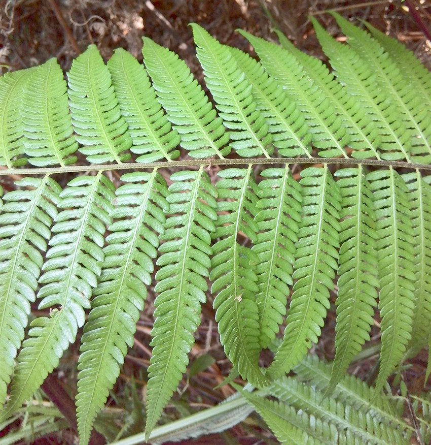 广西野生新鲜金毛狗脊百枝整棵带毛每件500克2件包邮首件买6送2