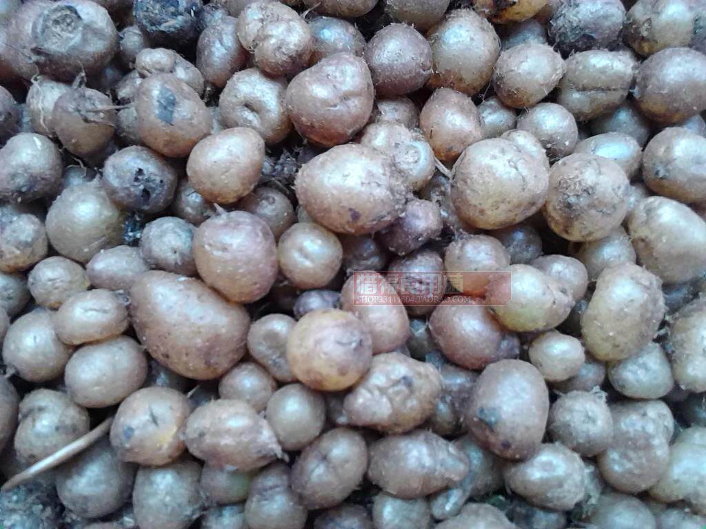 中药材肾蕨石黄皮圆羊齿蜈蚣草天鹅抱蛋凤凰蛋新鲜500g