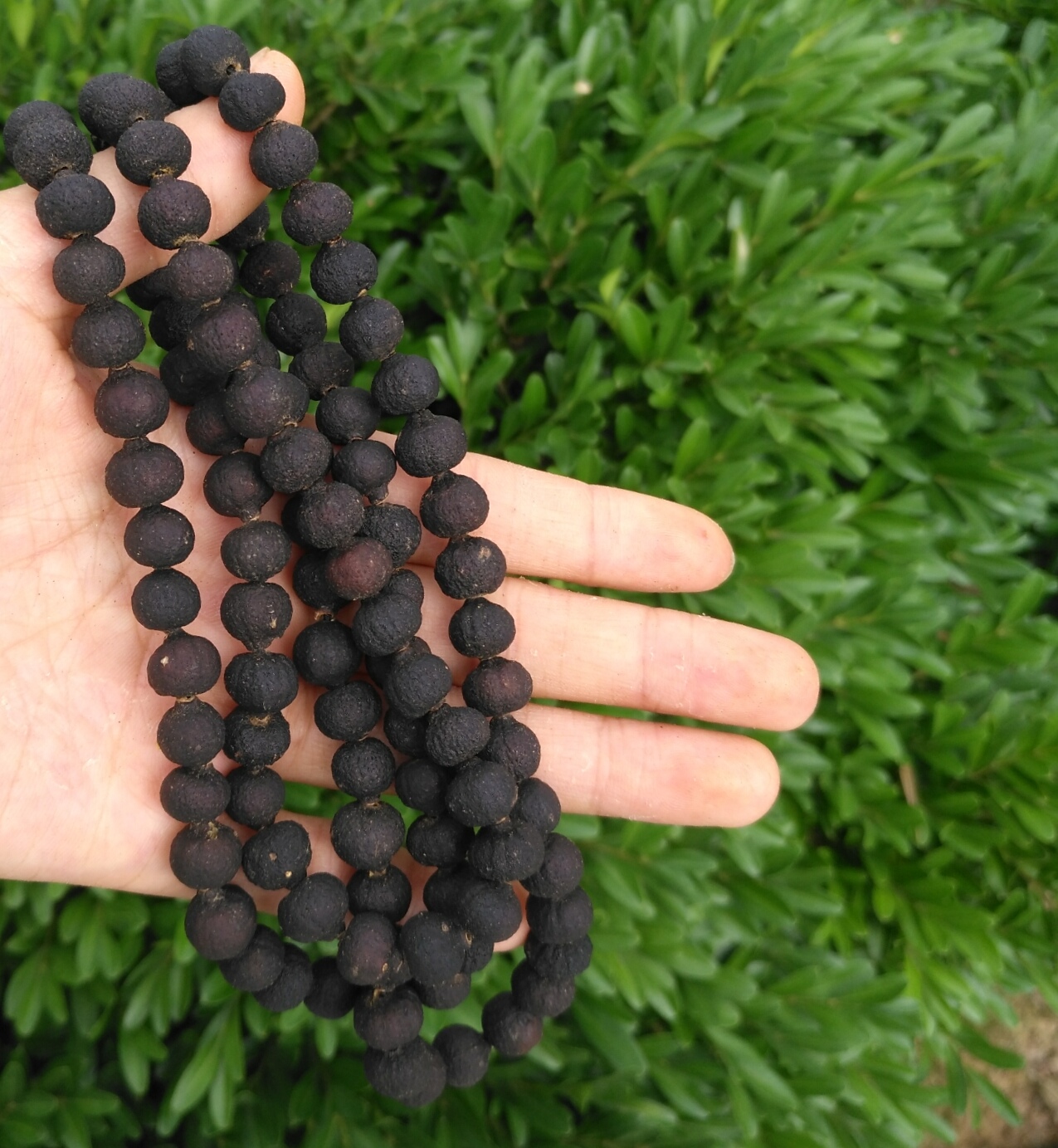 青皮皮子手串精品柑胎手链天然老树大红红袍佛珠