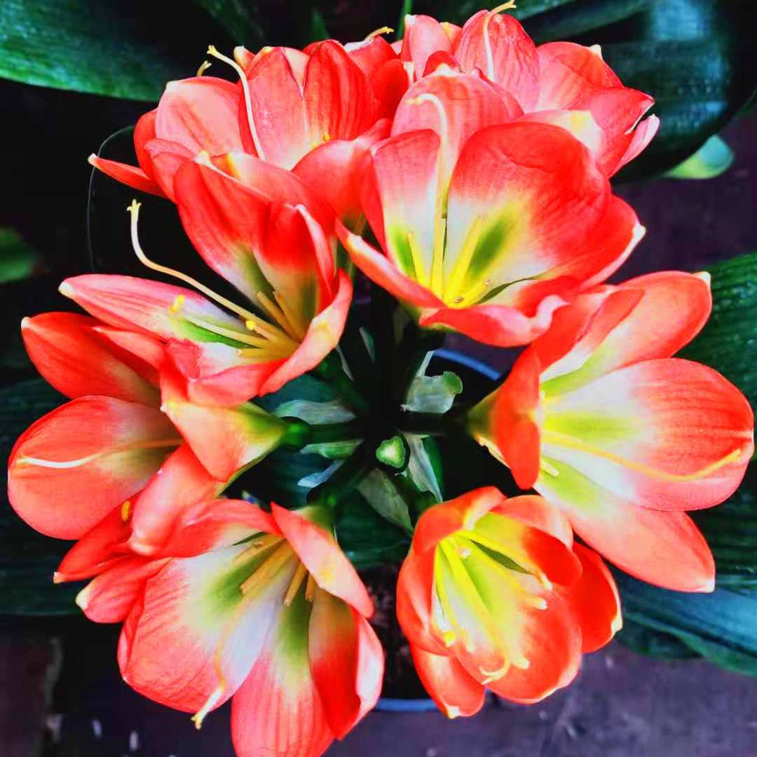 君子兰精品红花绿心黑金刚花色绿植黑花栽好包顺丰时令草本花卉