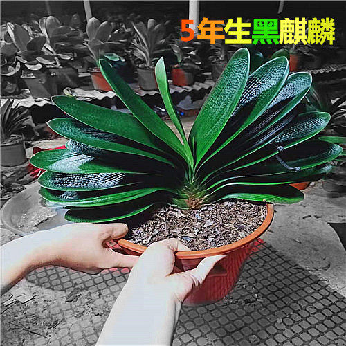 鞍山精品君子兰黑麒麟年生父本国旗红花花色包邮花卉