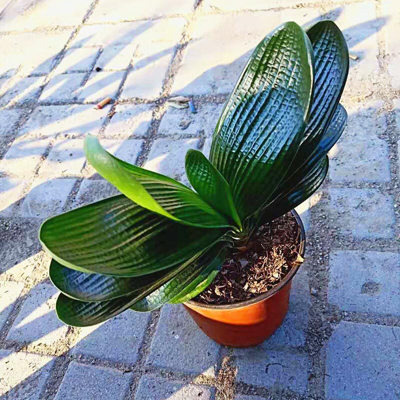 精品君子兰宽短书房暴龙短叶盆栽鞍山黑金刚霸王花卉