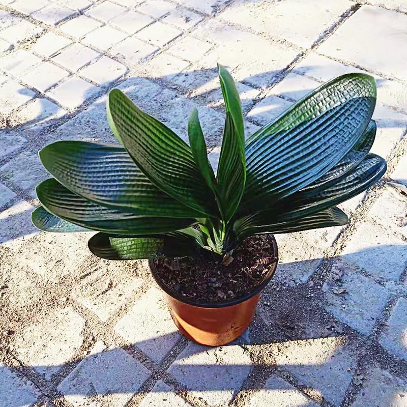 精品君子兰宽短书房暴龙短叶盆栽鞍山黑金刚霸王花卉