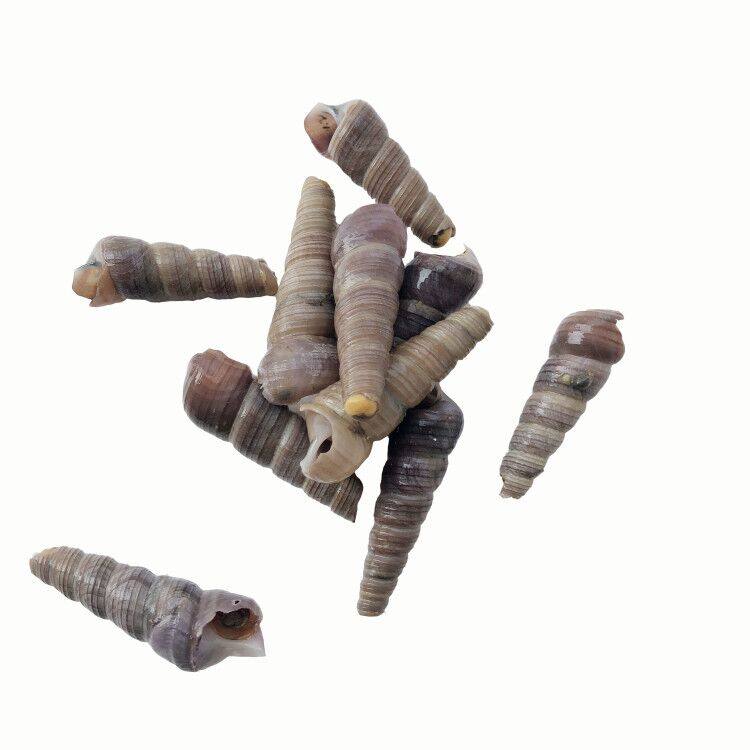 钉螺野生鲜活海螺新鲜钉螺海螺丝去尾烧烤贝类贝类制品