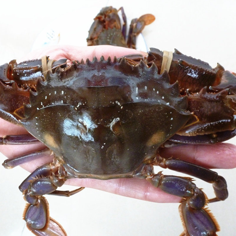 野生大红鲜活赤甲螃蟹新鲜石夹红火燎蟹海蟹其它