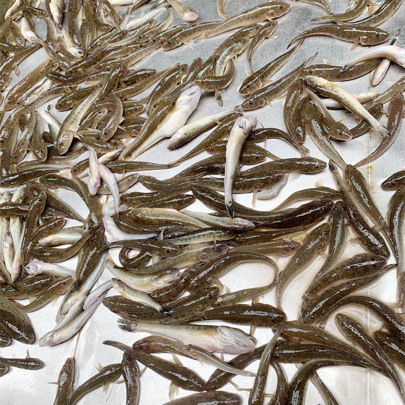 野生鲜活沙光新鲜沙逛鱼小龙鱼鲶鱼扔巴1斤约其它