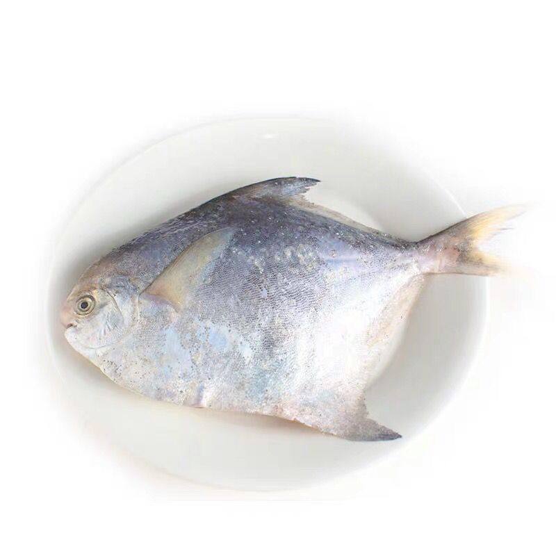 鲳鱼大白鲜活新鲜野生海鱼鳊鱼大平平鱼半斤其它
