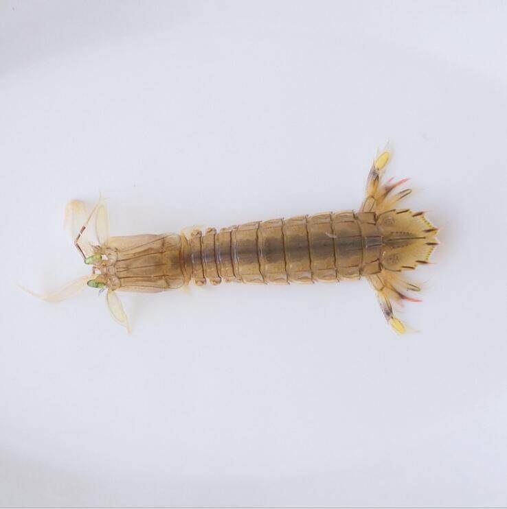 海鲜大咖鲜活皮皮虾专用野生琵琶虾虾新鲜虾婆活虾