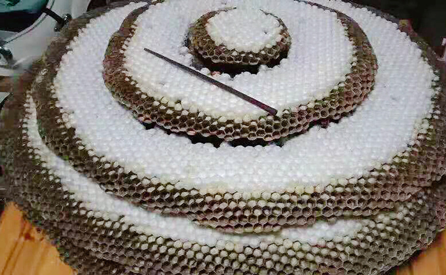 小林淘品野生蜂蜜蜂蛹蜂虫儿500g顺丰包邮四川乐山特产天然新鲜蚂