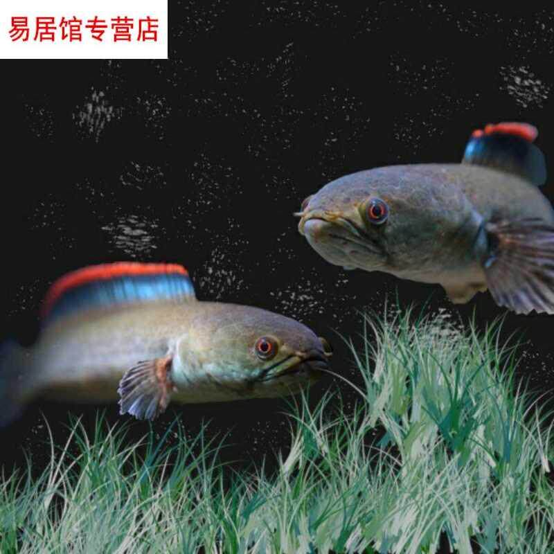 活体彩虹虹雷龙鱼鱼苗蓝帆南鳢巴卡雷龙小型鱼