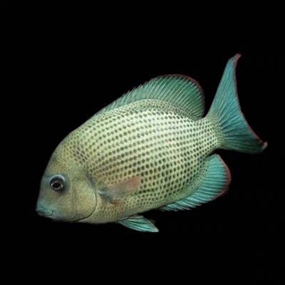 三湖慈鲷鱼马属孔雀类发色公鱼合集热带鱼淡水鱼鱼