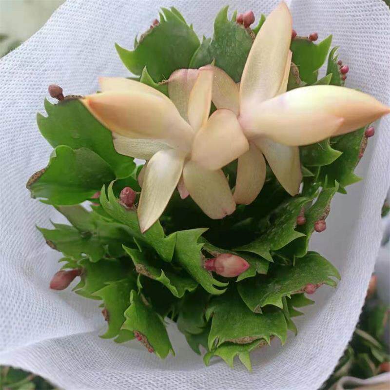 蟹爪盆栽花苞多色重瓣净化空气室内阳台甲醛花卉时令草本花卉