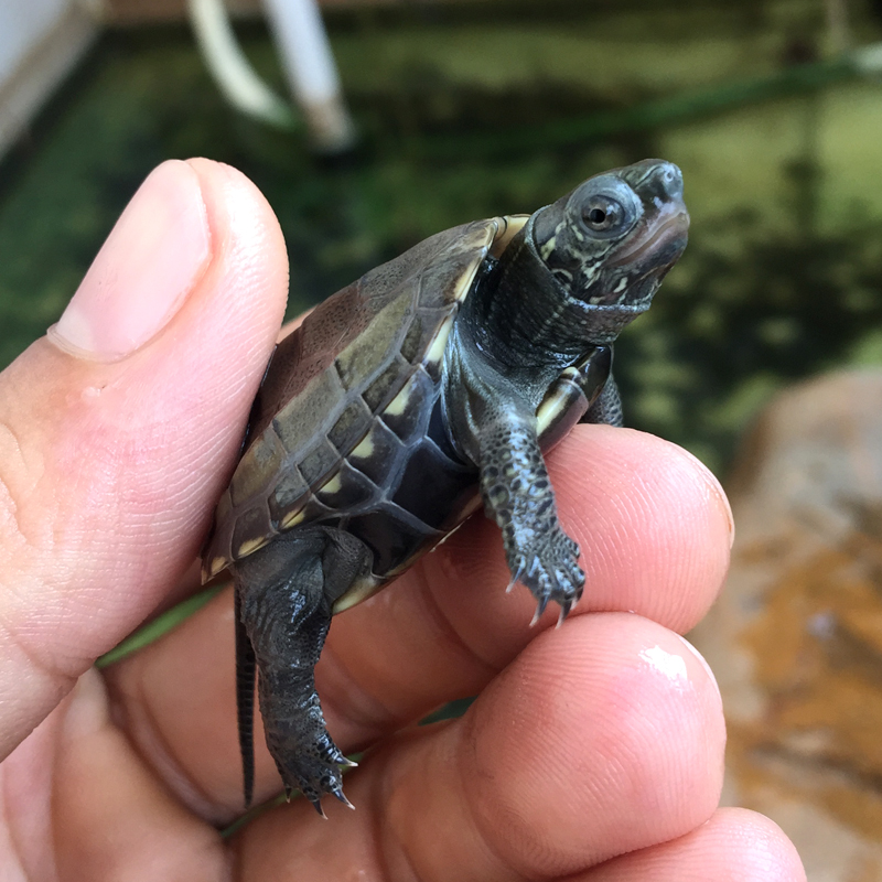 龟苗纯种安徽皖南大头中华草龟水族观赏龟外龟