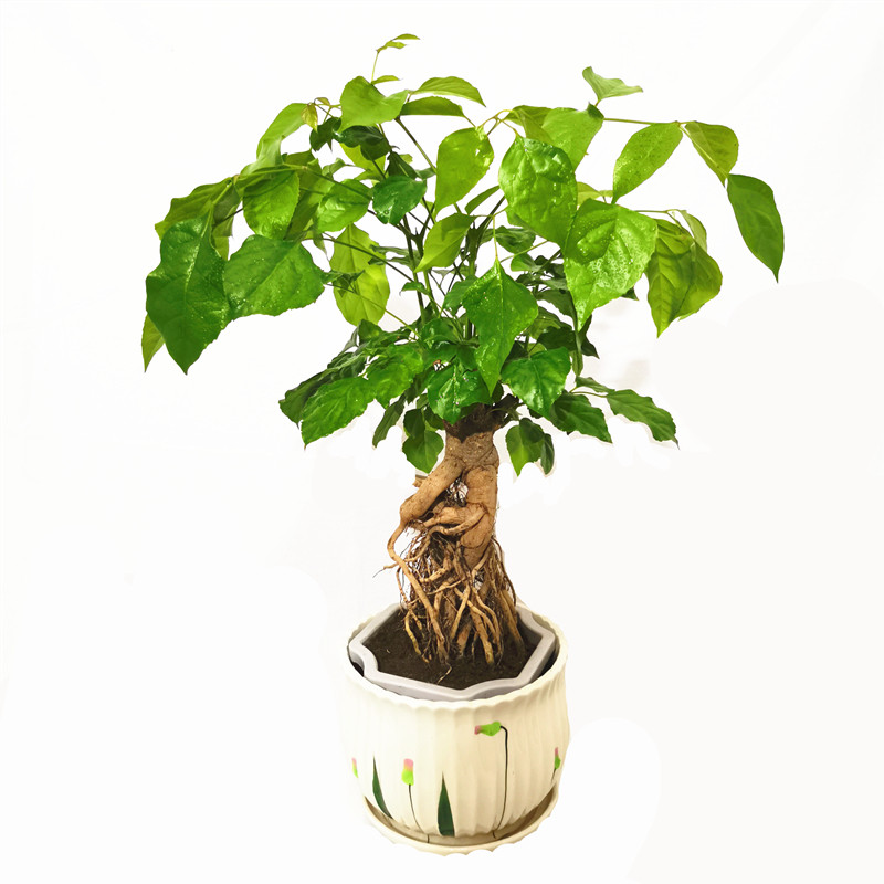 摆件常青提根绿宝幸福树盆栽花苞植物室内客厅摆件