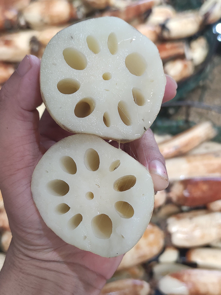洪湖莲藕新鲜脆藕嫩藕清甜可口现挖现发湖北莲藕