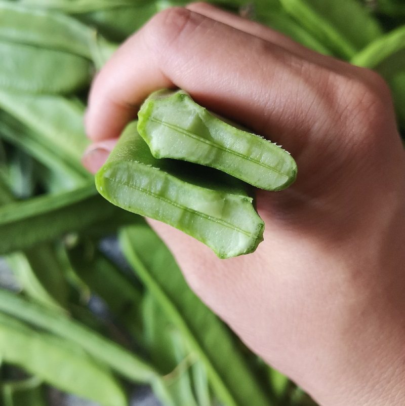 刀豆江西新鲜现摘巴豆绿色蔬菜农家自种大刀新鲜豆类