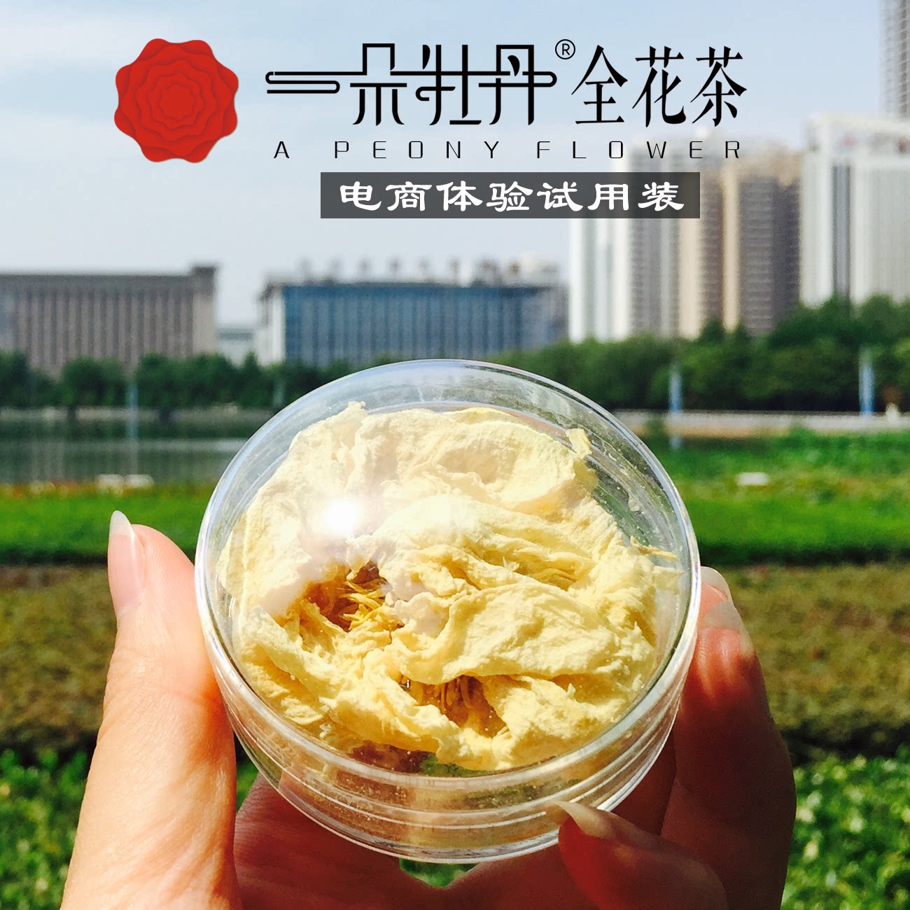 洛阳特产 一朵牡丹全花茶 去除祛湿气养生瘦肚子 伴手送礼品盒装