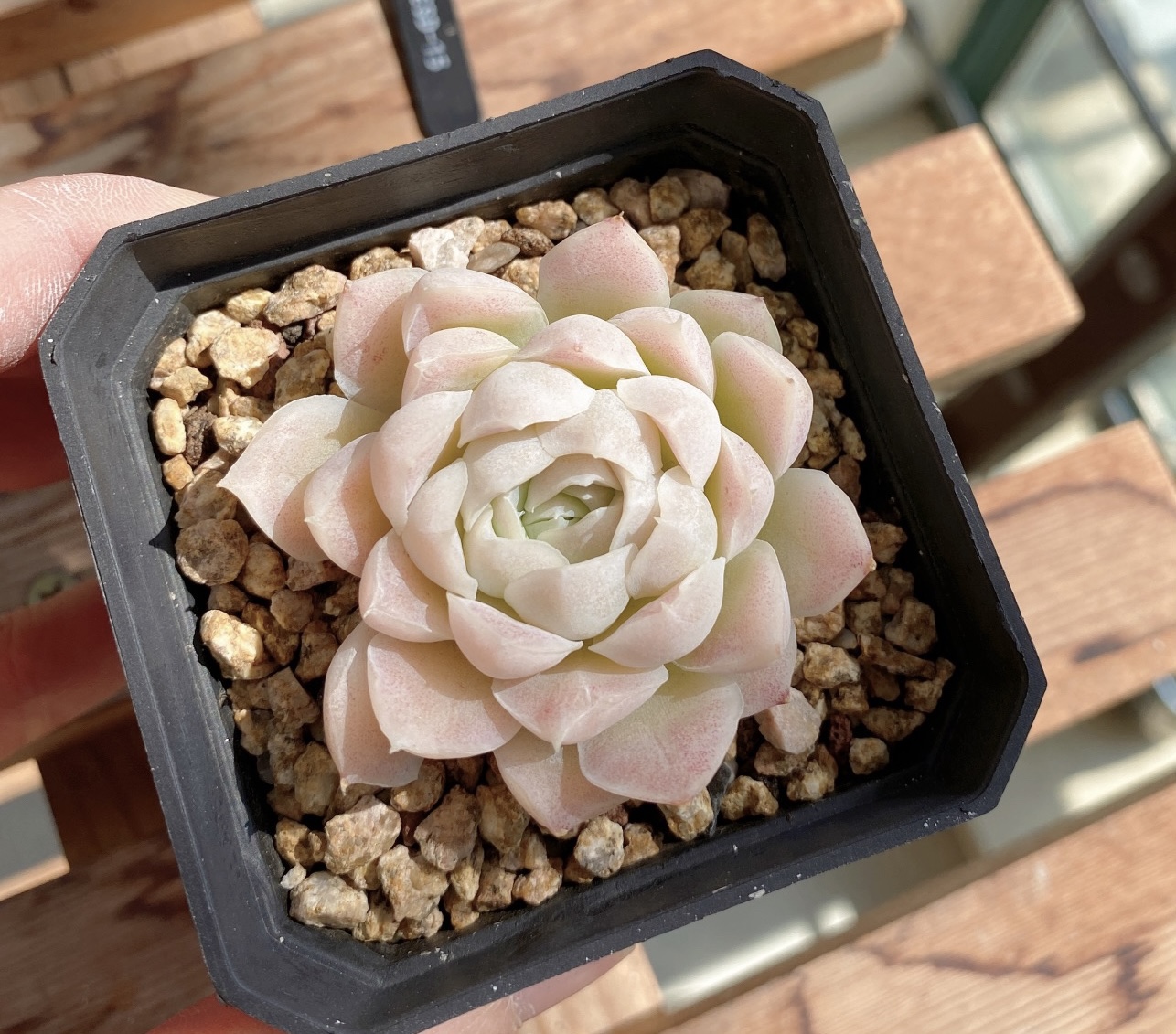 室内多肉阿尔巴白月影月影植物桌面小盆盆栽肉肉多肉植物