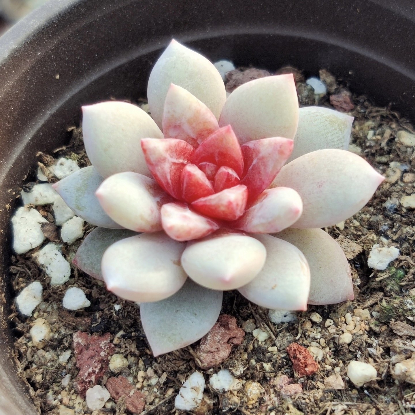 货多德国糖心香槟暗纹血斑红色办公桌厚叶全场多肉植物