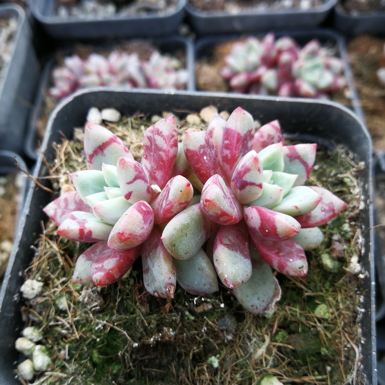 雪燕多肉 血燕 趣味多肉血滴子  稀有 带血斑暗纹 全场19包邮阳台