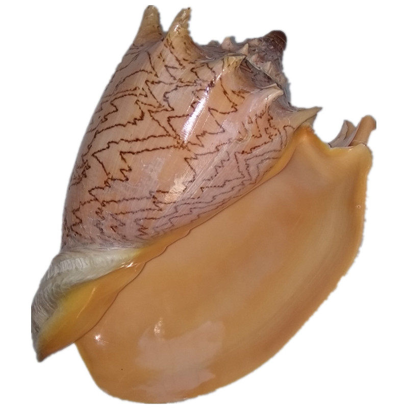 天然海螺贝壳超大帝王水族鱼缸造景地中海家居海螺