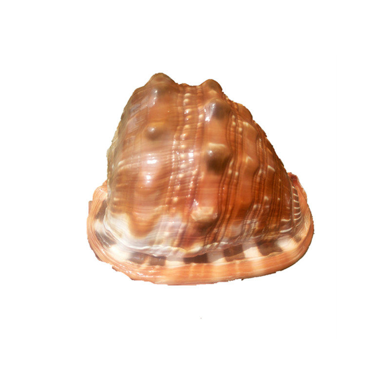 天然大海螺贝壳 四大名螺万宝螺 礼品收藏装饰大海螺鱼缸水族装饰