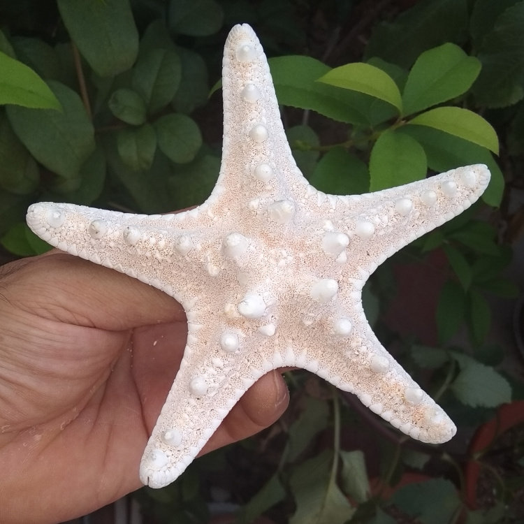 海星海螺贝壳白海星天然霸王面包拍摄婚庆墙贴海螺